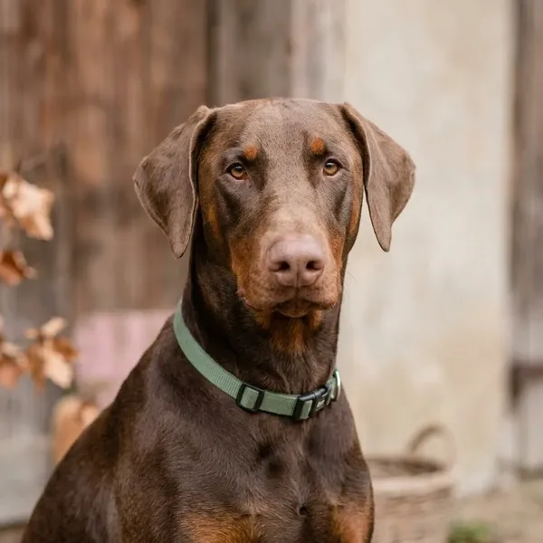 Portrait of Harvey
